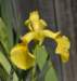 iris2_small.jpg
