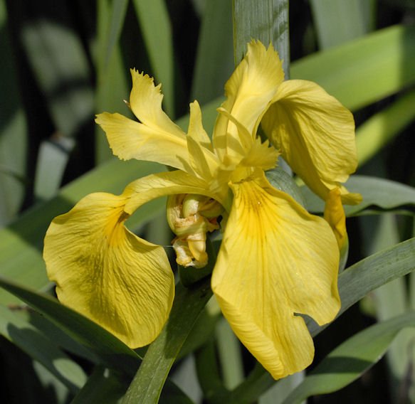 iris3.jpg