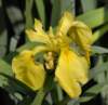 iris3_small.jpg