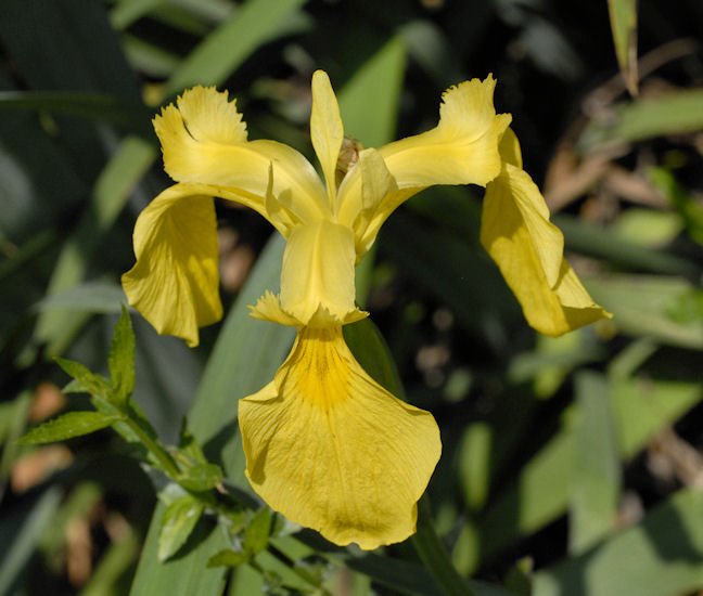 iris4.jpg