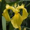 iris7_small.jpg