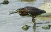 agrheron218_small.jpg