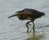 agrheron219_small.jpg