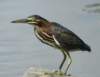 agrheron228_small.jpg