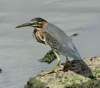 agrheron244_small.jpg