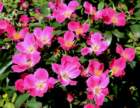 burdenroses_small.jpg