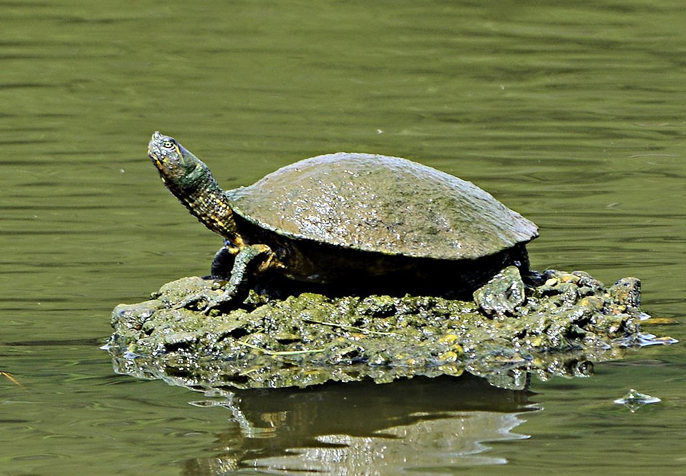 redearedsliderturtle.jpg
