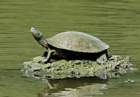 redearedsliderturtle_small.jpg