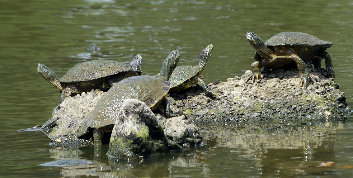 redearedsliderturtles2.jpg