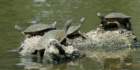 redearedsliderturtles2_small.jpg
