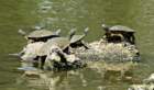 redearedsliderturtles_small.jpg