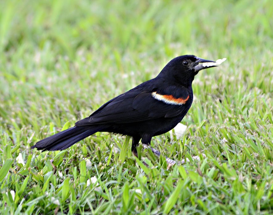 redwingblackbird.jpg
