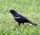 redwingblackbird2_small.jpg