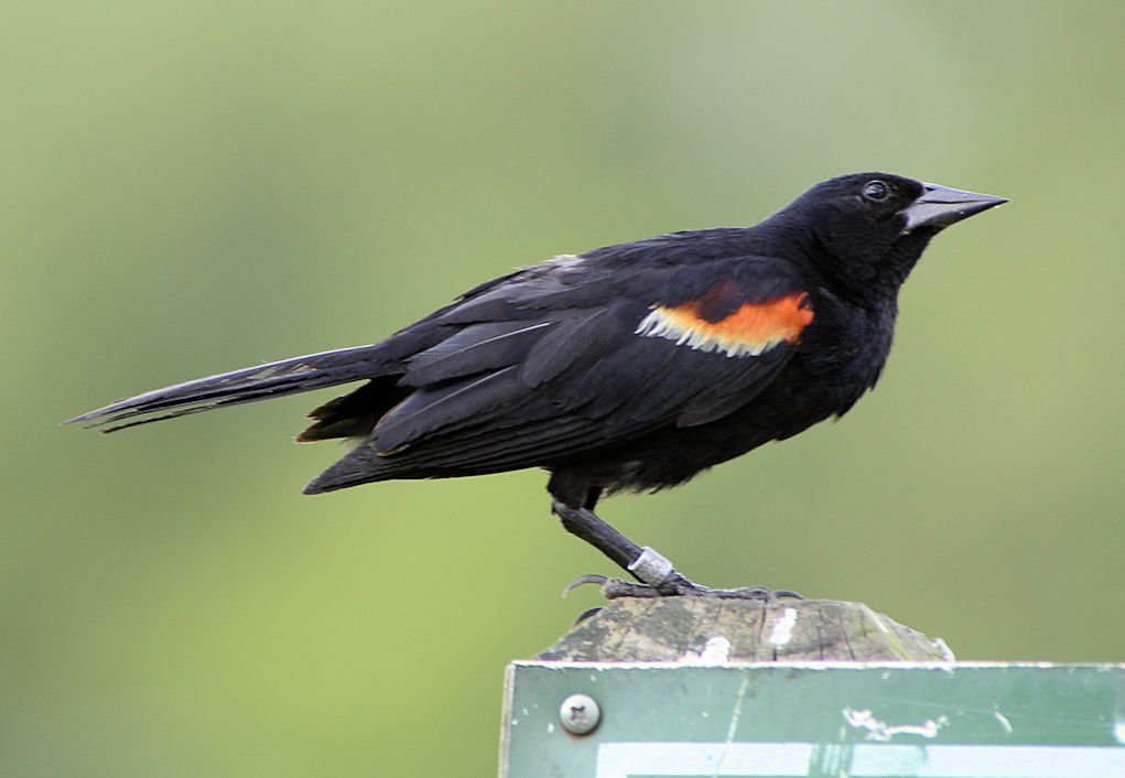 redwingblackbird3.jpg