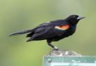 redwingblackbird3_small.jpg