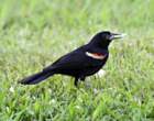 redwingblackbird_small.jpg
