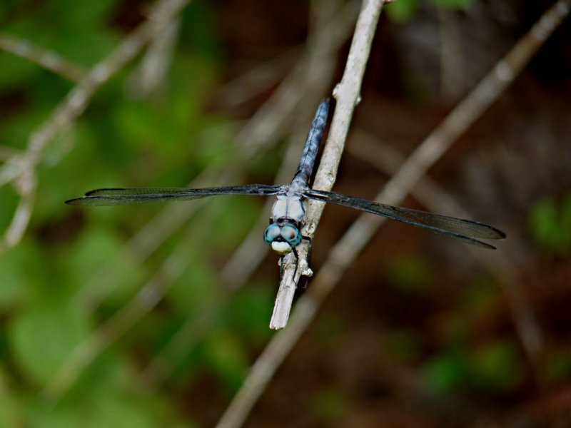 greatblueskimmer.jpg