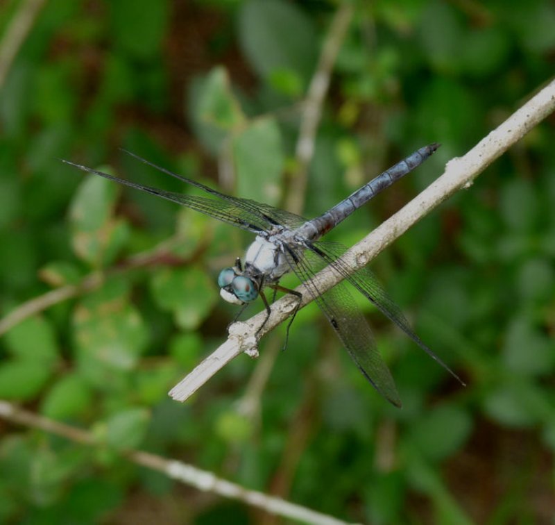greatblueskimmer10.jpg