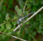 greatblueskimmer10_small.jpg