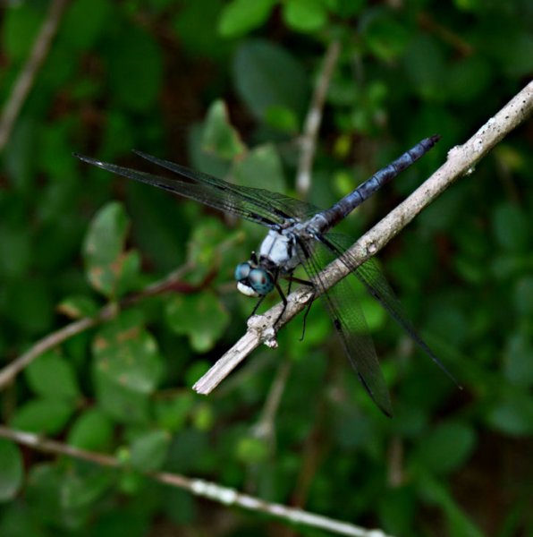 greatblueskimmer11.jpg