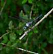greatblueskimmer11_small.jpg