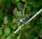 greatblueskimmer12_small.jpg