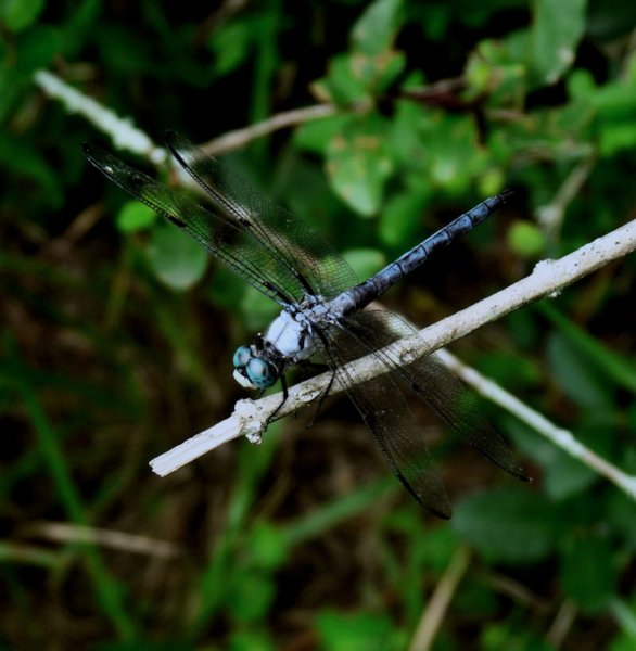 greatblueskimmer13.jpg