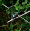 greatblueskimmer13_small.jpg