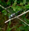 greatblueskimmer14_small.jpg