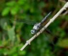 greatblueskimmer16_small.jpg