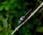 greatblueskimmer17_small.jpg