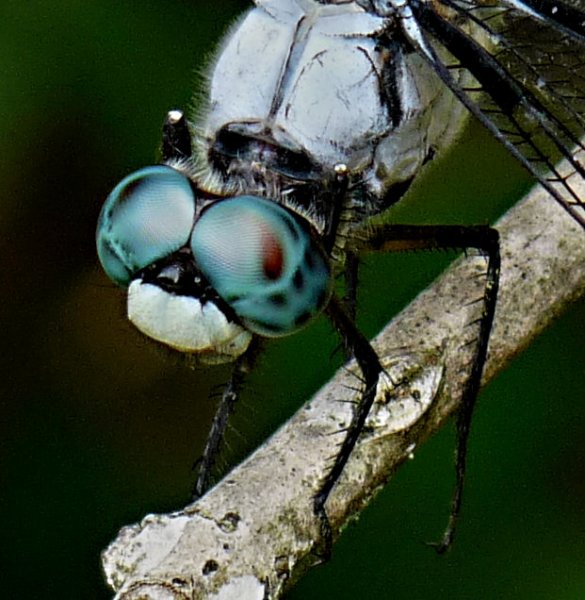 greatblueskimmer18.jpg