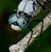 greatblueskimmer18_small.jpg