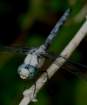 greatblueskimmer2_small.jpg