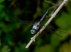 greatblueskimmer3_small.jpg