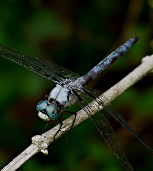 greatblueskimmer4.jpg