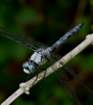 greatblueskimmer4_small.jpg