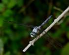 greatblueskimmer5_small.jpg