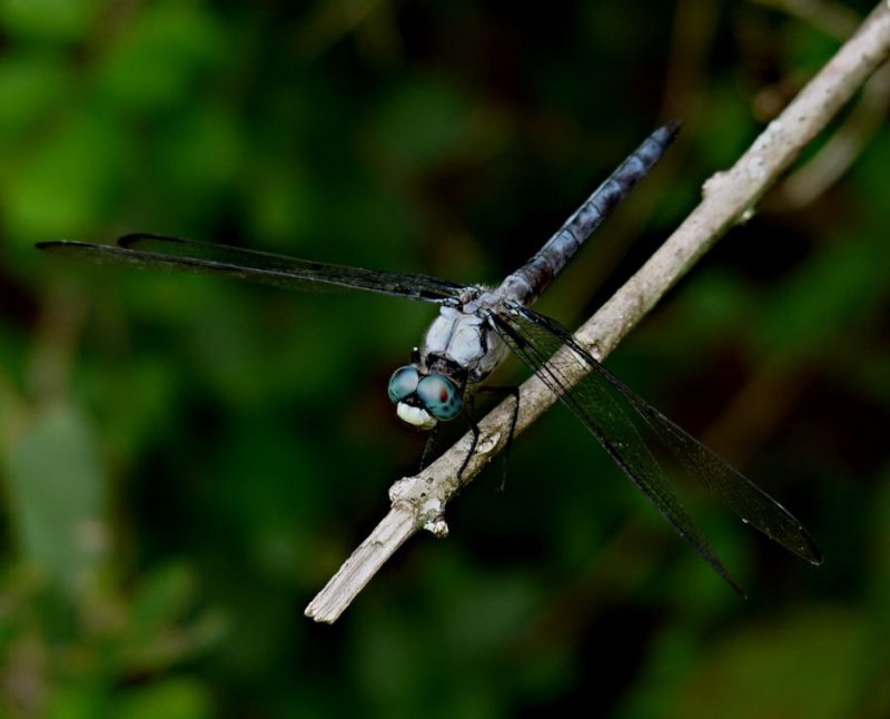 greatblueskimmer6.jpg