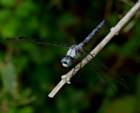 greatblueskimmer6_small.jpg