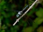 greatblueskimmer7_small.jpg