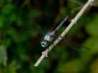 greatblueskimmer8_small.jpg