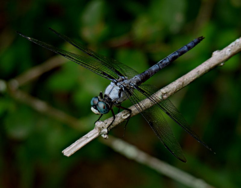 greatblueskimmer9.jpg