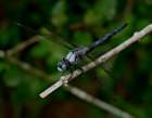 greatblueskimmer9_small.jpg