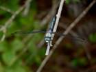 greatblueskimmer_small.jpg