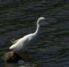 asnegret155_small.jpg