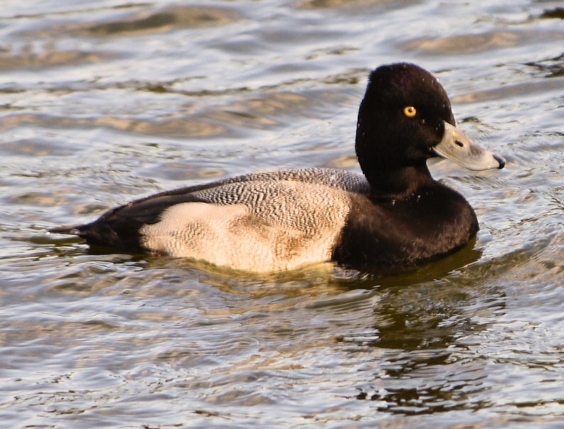 acaplkscaup96.jpg