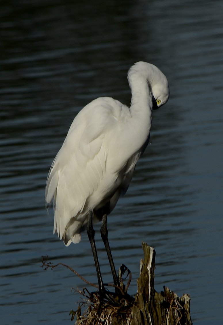 greategret2.jpg