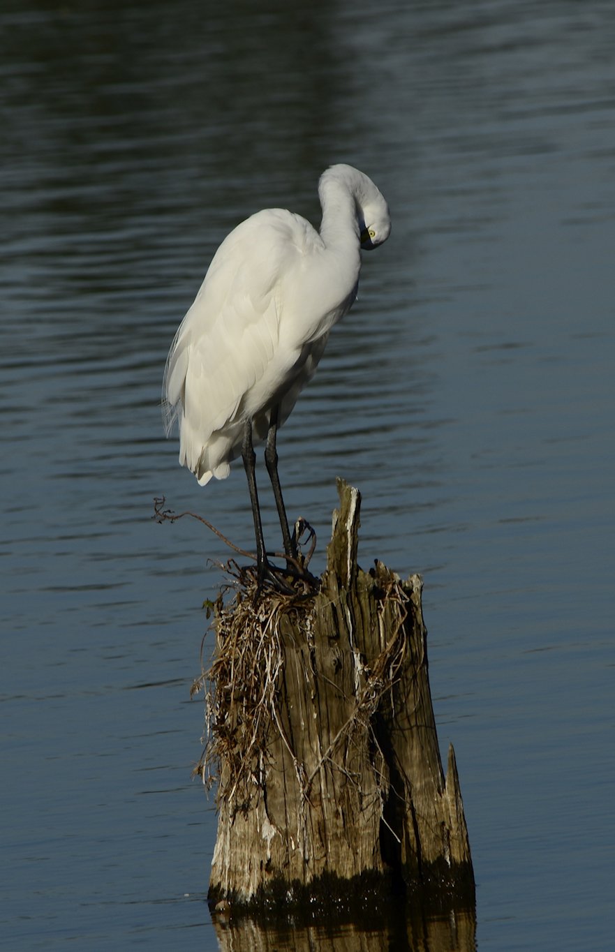 greategret3.jpg