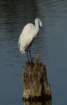 greategret3_small.jpg